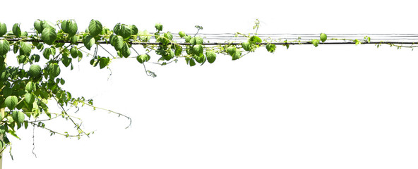 green Ivy plants hanging on electrical wires isolate white background