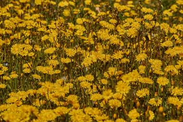 Dandelion meadow in Spain