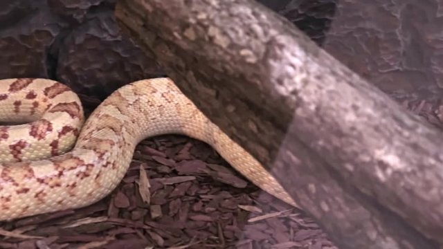 A big long dangerous snake in terrarium lying still , panoramic view