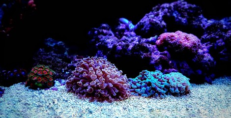 Euphyllia Hammer LPS coral in close up shot in reef aquarium © Kolevski.V