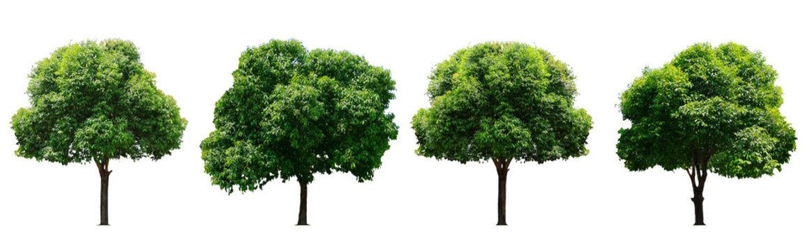 Beautiful fresh green deciduous tree isolated on pure white background for graphic, The collection of trees. with clipping path