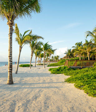 palm trees on the beach