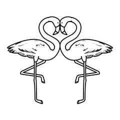 exotic flemish couple birds