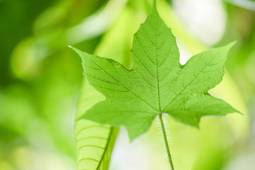 Nature green leaf on tree beautiful with sunlight soft focus and green blur background / Close up leaves in summer garden
