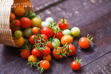 Fototapeta na wymiar Harvesting fresh tomato organic with green and ripe red tomatoes in basket on dark wooden background