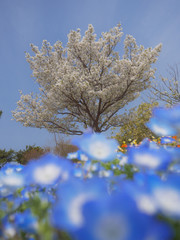 桜とネモフィラ