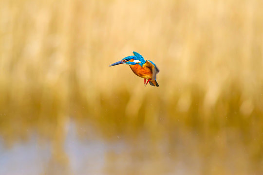 Flying Bird Kingfisher. Yellow Nature Background. Bird: Common Kingfisher. Alcedo Atthis.