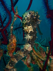 Fototapeta na wymiar Closeup and macro shot of seahorse Hippocampus kuda during leisure dive in Sabah, Borneo.