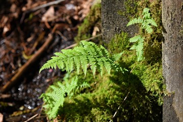 Bracken ferns  
