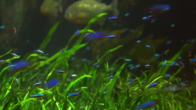 Cardinal tetra (Paracheirodon axelrodi) in natural habitat