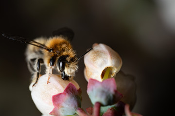 bumble bee collects pollen in Spring