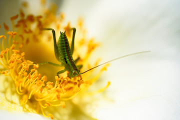 grasshopper on flower