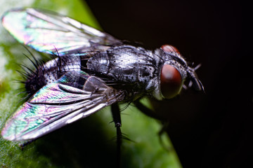 fly on the leaf closeup 