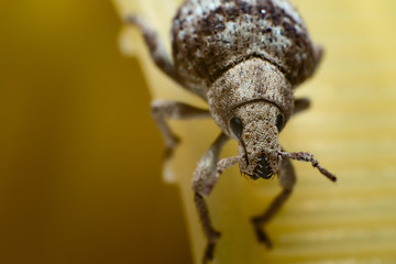 japanese brown weevil  closeup