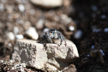 Bold Jumper