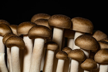 Fototapeta na wymiar closeup Shimeji mushroom in Japan