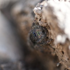 Bold Jumper