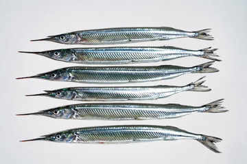 fresh garfish in Japan in Spring