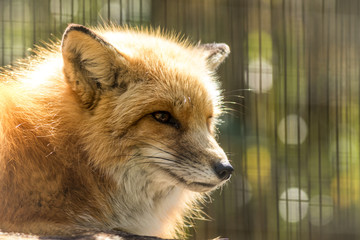 Red Fox (Vulpes vulpes) in soft light