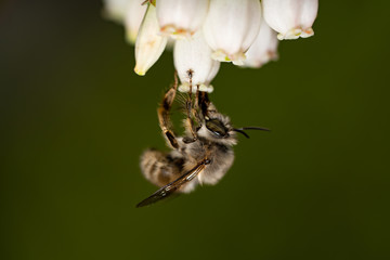 bumble bee collects pollen in Spring
