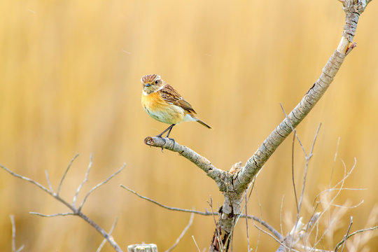 Cule little bird on branch. Nature background. Common bird: stonechat.