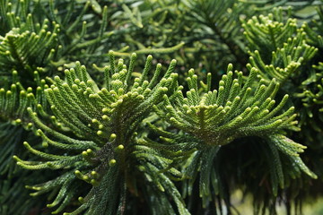 Araucaria Heterophylla - Norfolk Island Pine Close up.