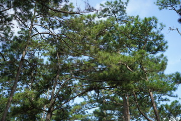 Pine forest at Da Lat, Vietnam.