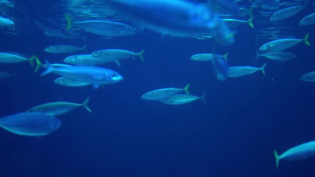 Marine fish in deep ocean water
