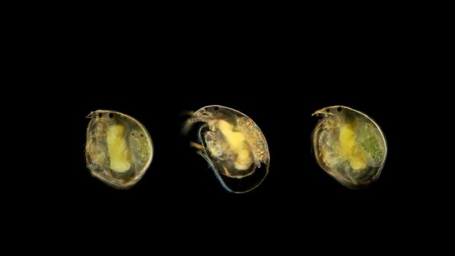 zooplankton under a microscope, three plankton crustaceans Cladocera, in the middle of the female Alona sp. with the embryo, the other two Chydorus, also females with the embryos 4K diverse life in