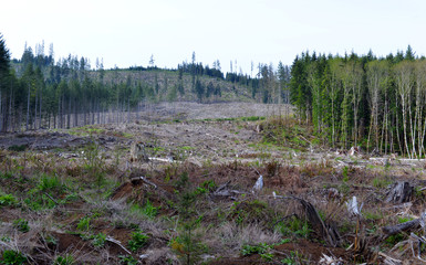 Clear cut land of felled trees and tree stumps reflecting deforestation of once vibrant forest in Pacific Northwest