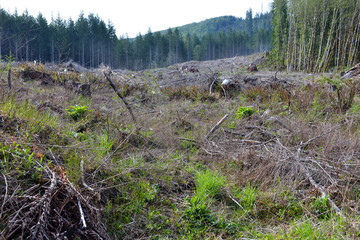 Fototapeta premium Clear cut land of felled trees and tree stumps reflecting deforestation of once vibrant forest in Pacific Northwest