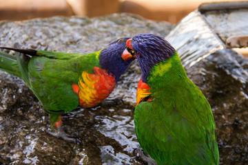 Lorikeet