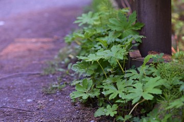 plants around corner at trail