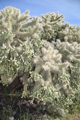Arizona's teddy bear cholla cactus.  Nickname: Jumping cholla cactus