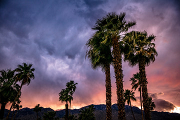 Palm Trees at Sunset