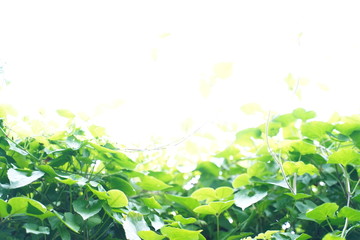 Natural green leaf background with selective focus. Closeup nature view of green leaf on blurred greenery background.
