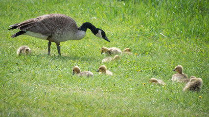 Naklejka na ściany i meble Adult Canada goose watches over goslings on grassy lawn.