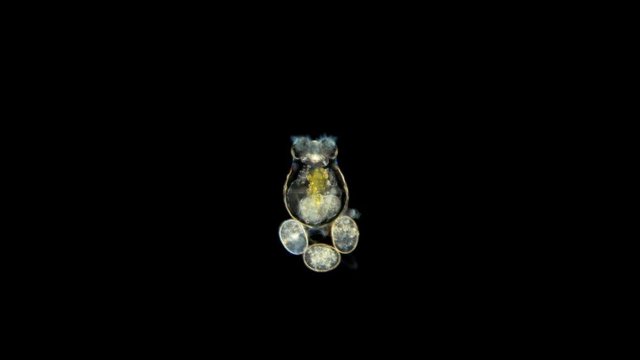 Rotifera Brachionus plicatilis under the microscope, this planktonic microorganism is a good food for fish and is even grown for commercial purposes. 4K diverse life in colors
