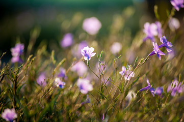 Flowers with sunlight in the morning