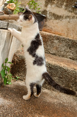 Cat Standing On Hind Legs