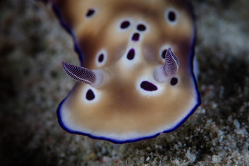 Detail of the head region and rhinophores of a nudibranch, Hypselodoris tryoni, as it crawls over the seafloor in Lembeh Strait, Indonesia.