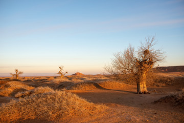 The tall Populus diversifolia trees in the morning in winter.