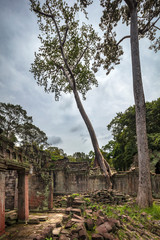 Fototapeta premium Strangler fig tree growing on top of the wall at Preah Khan temple ruins at Angkor, Siem Reap, Cambodia