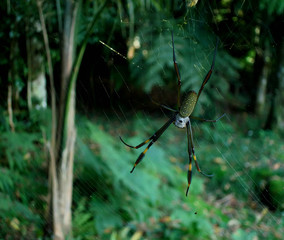 spider on a web