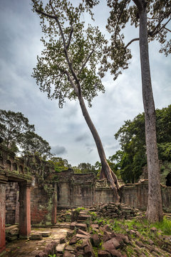 Strangler fig tree growing on top of the wall at Preah Khan temple ruins at Angkor, Siem Reap, Cambodia