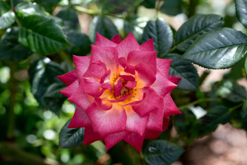 red flower in the garden