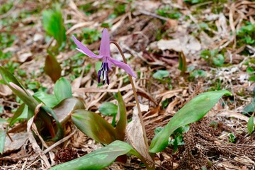 《ハ津のカタクリ》秋田県仙北市