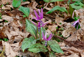 《ハ津のカタクリ》秋田県仙北市