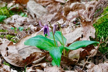 《ハ津のカタクリ》秋田県仙北市