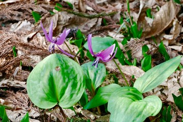《ハ津のカタクリ》秋田県仙北市